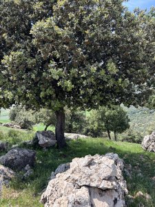 IMG_2569.jpeg