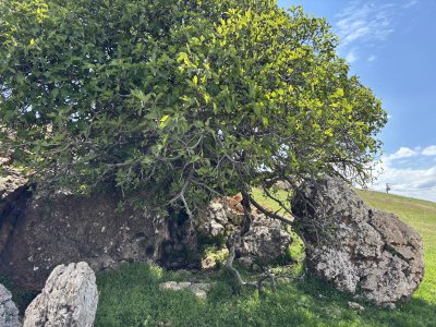 IMG_2591.jpeg