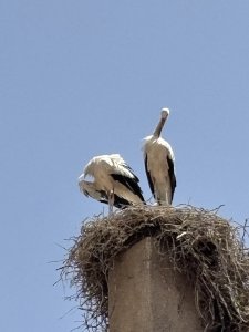 IMG_3350.jpeg