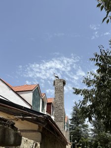 IMG_3346.jpeg